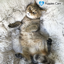 Lit Apaisant Puppies-Care® | Pour Chien et Chat